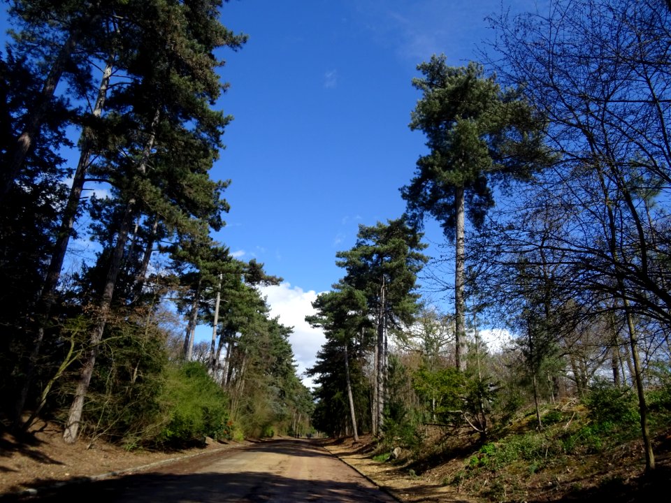Les pins autour de l'avenue de Saint-Cloud, Bois de Boulog… 