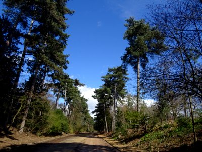 Les pins autour de l'avenue de Saint-Cloud, Bois de Boulog… photo