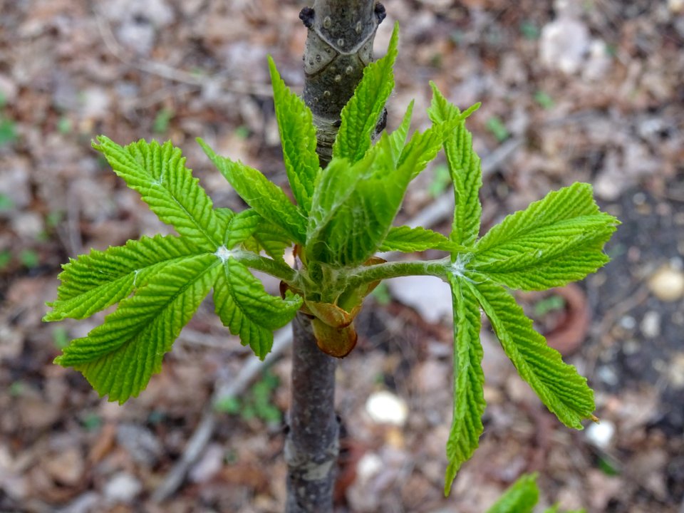 Jeunes feuilles de Marronnier d'Inde, Aesculus hippocastan… 