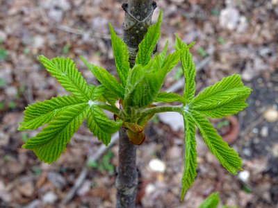Jeunes feuilles de Marronnier d'Inde, Aesculus hippocastan… 