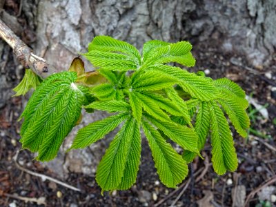 Jeunes feuilles de Marronnier d'Inde, Aesculus hippocastan… 