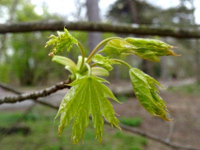 Jeunes feuilles d'Erable plane, Acer platanoides, Acéracée… 
