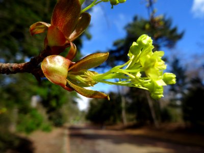 Inflorences d'Erable plane, Acer platanoides, Acéracées 