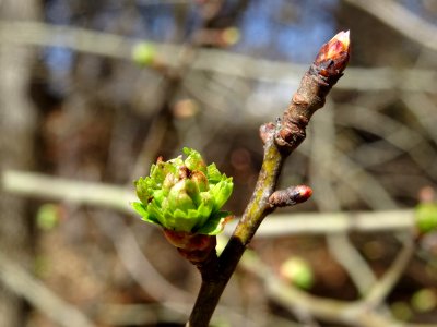 Bourgeons et jeunes feuilles de l'Aubépine épineuse, Crata… photo