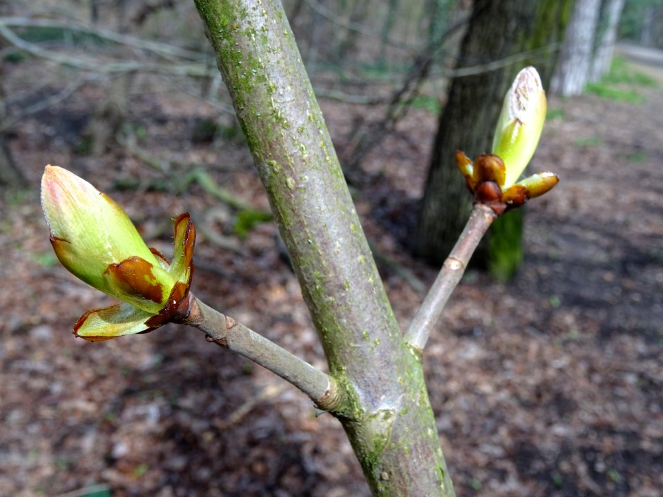 Bourgeons de Marronnier d'Inde, Aesculus hippocastanum, Hi… 