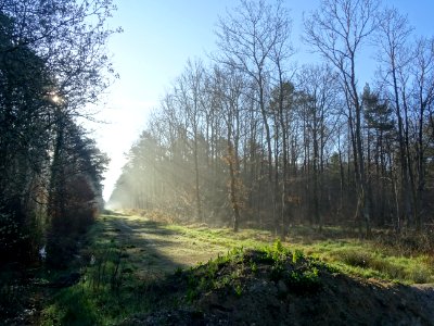 Lumière matinale dans un layon de la Forêt Domaniale d'Orl… 
