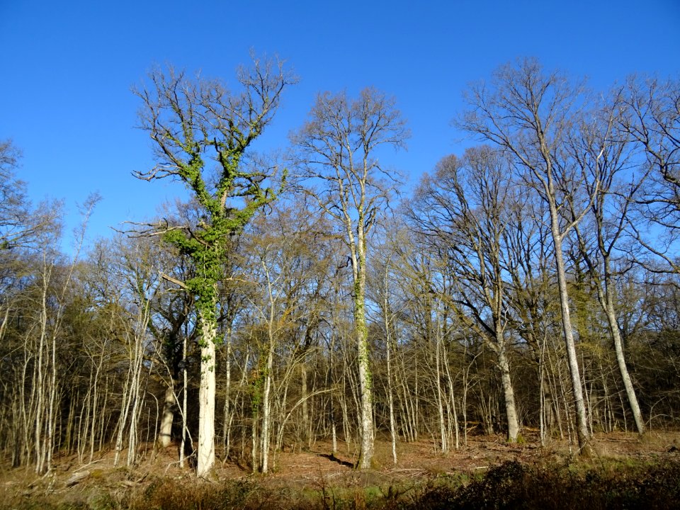 Forêt Domaniale d'Orléans, Loiret 
