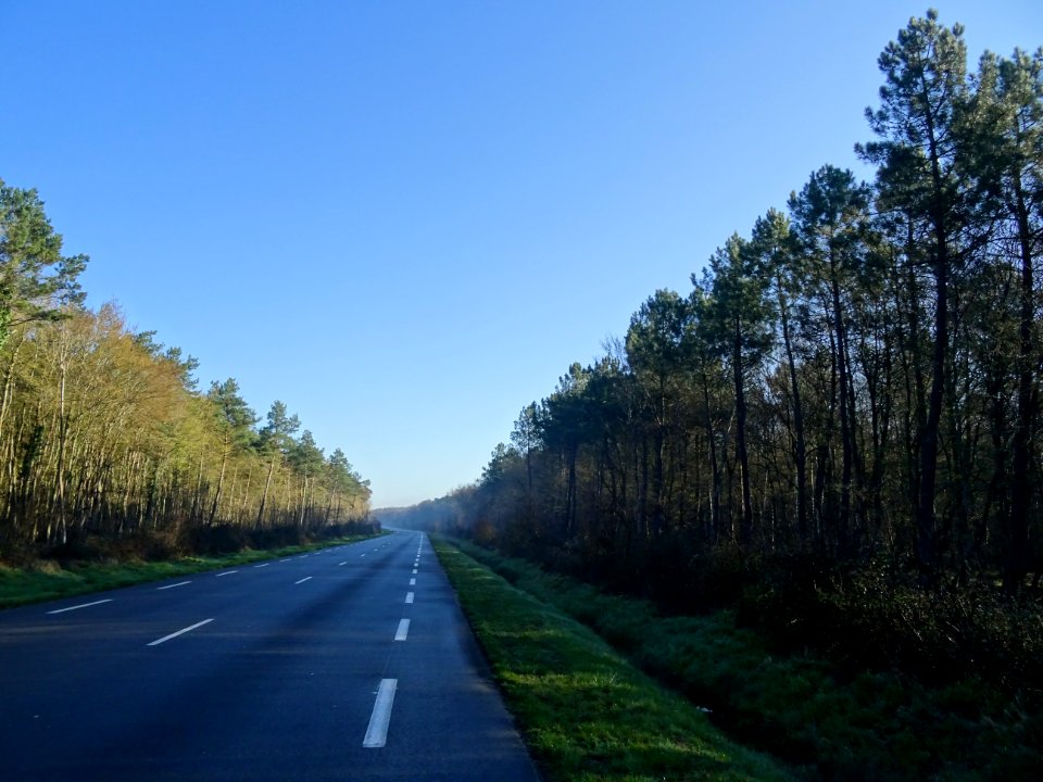 Route d'Orléans, à travers la Forêt Domaniale d'Orléans, a… 