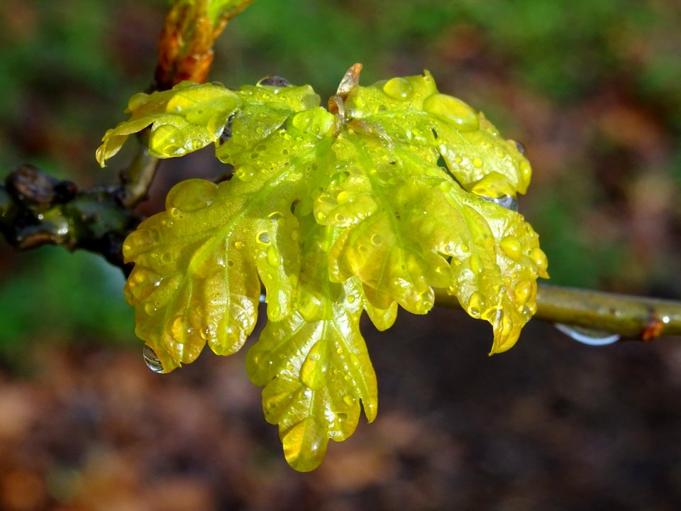 Chêne pédonculé, Quercus pedunculata, Fagacées 