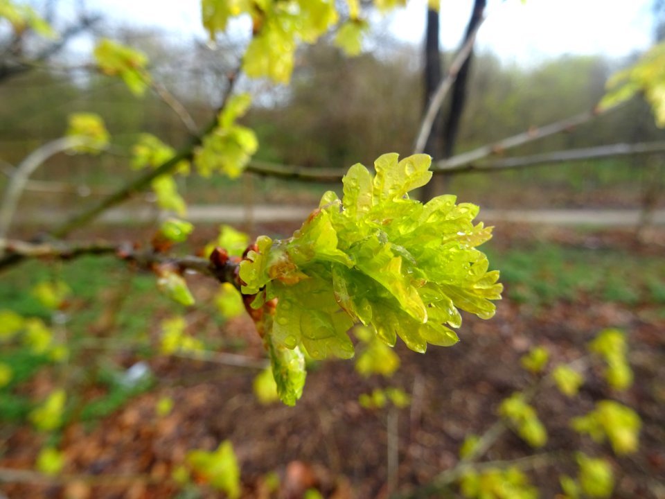 Chêne pédonculé, Quercus pedunculata, Fagacées 