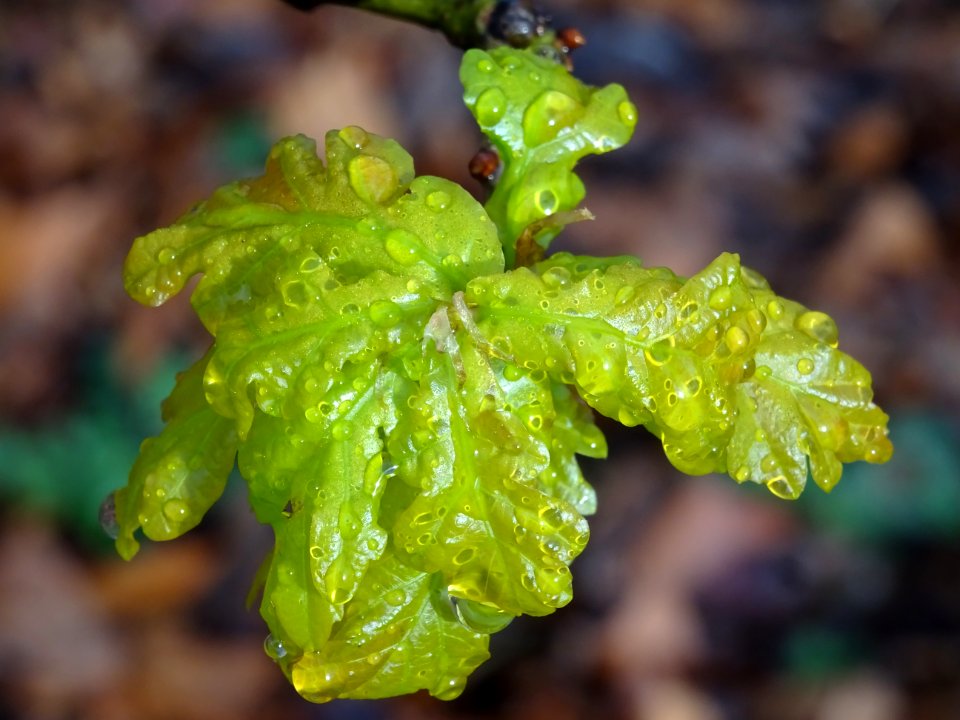 Chêne pédonculé, Quercus pedunculata, Fagacées 