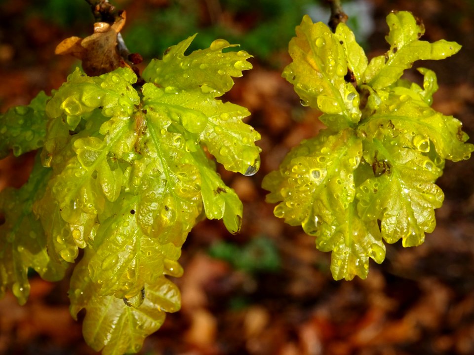 Chêne pédonculé, Quercus pedunculata, Fagacées 