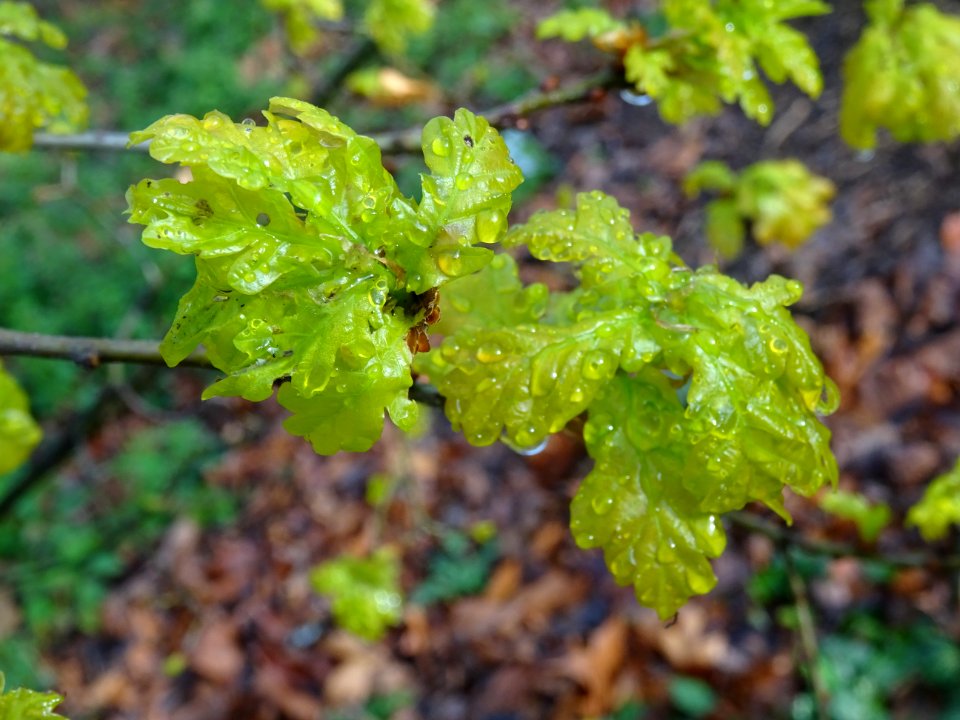 Chêne pédonculé, Quercus pedunculata, Fagacées 