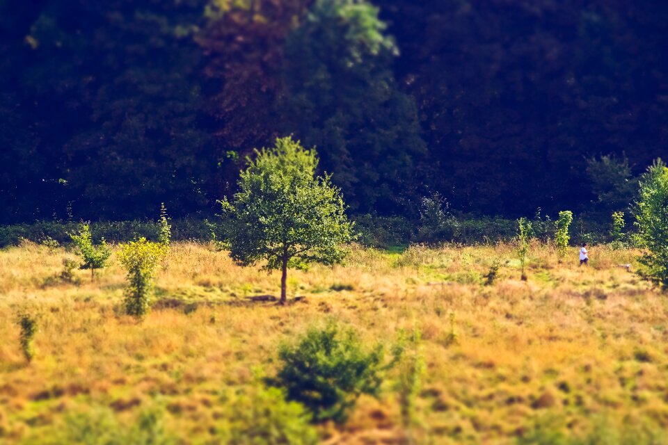 Landscape mood forests