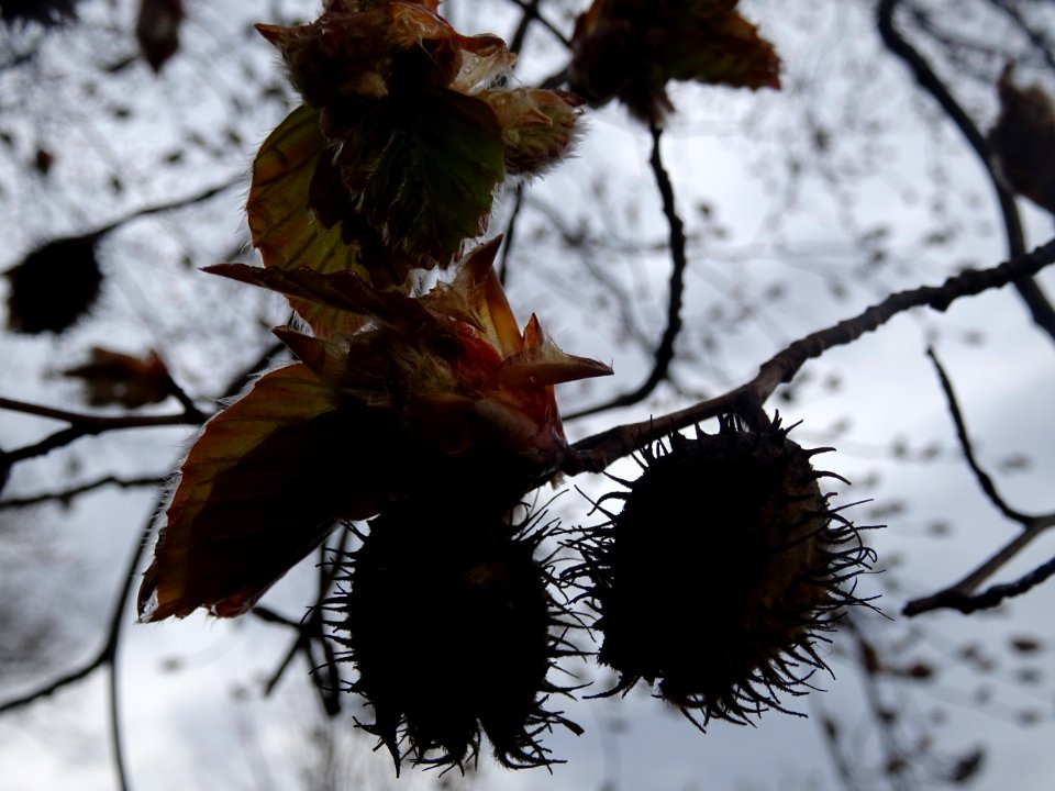 Bourgeon, fleur femelle et jeunes feuilles de hêtre pourpr… 