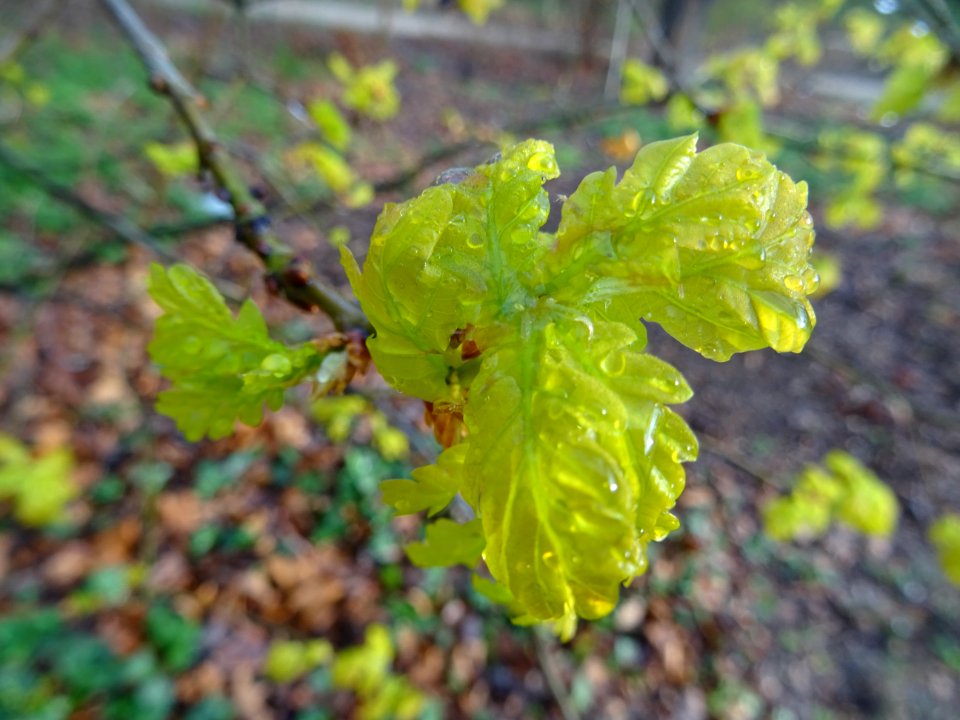 Chêne pédonculé, Quercus pedunculata, Fagacées 