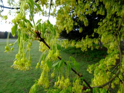 Rameaux d'érable de Montpellier, fleurs aux longs pédoncul… 