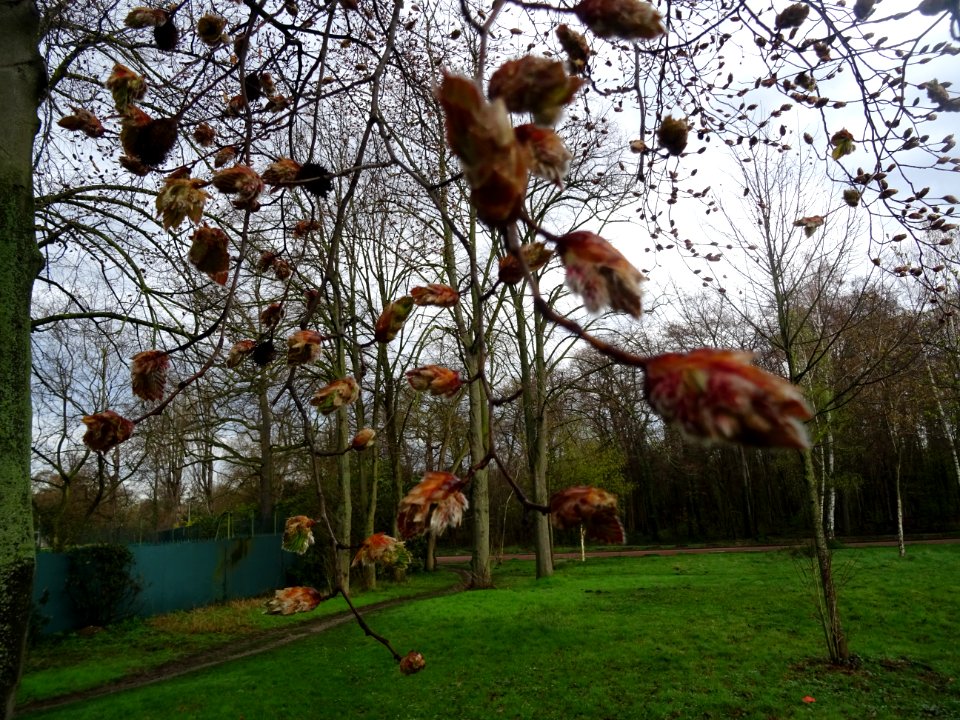 Bourgeons et jeunes feuilles de hêtre pourpre, Fagus sylva… 