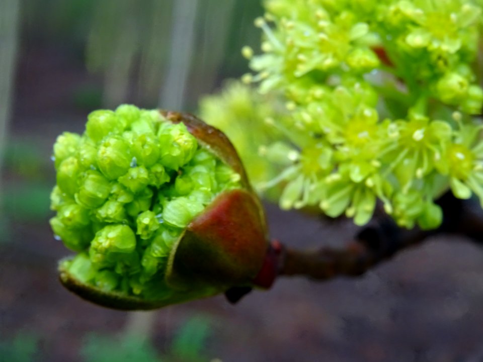 Bourgeon et inflorescence d'érable plane, Acer planatoides… 
