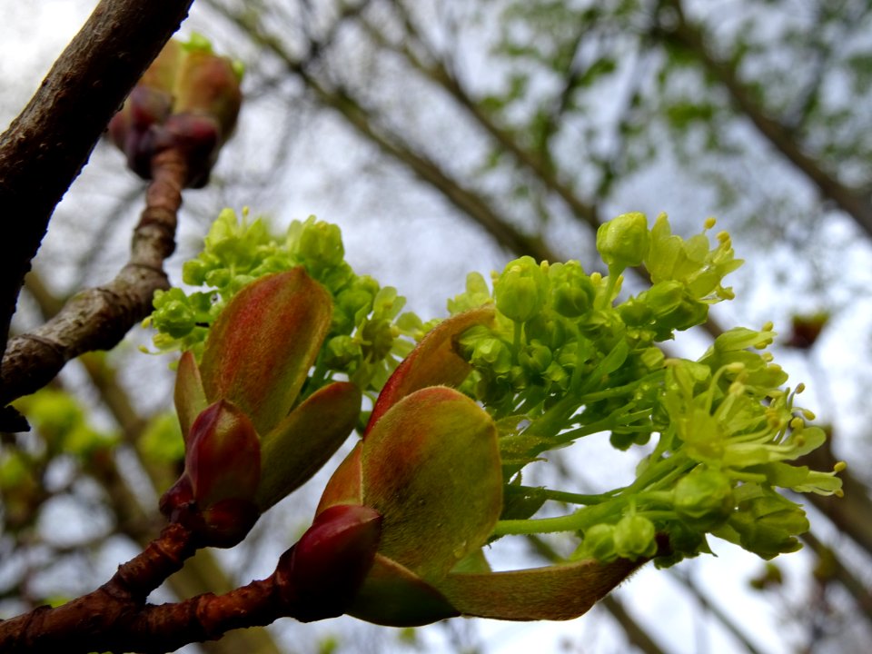 Bourgeons et inflorescences d'érable plane, Acer planatoid… 