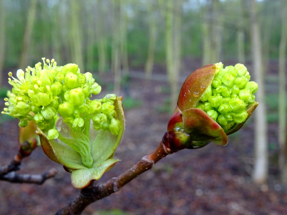Bourgeons et inflorescences d'érable plane, Acer planatoid… 