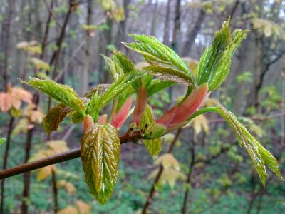 Bourgeons et jeunes feuilles, Erable sycomore, Acer pseudo… 