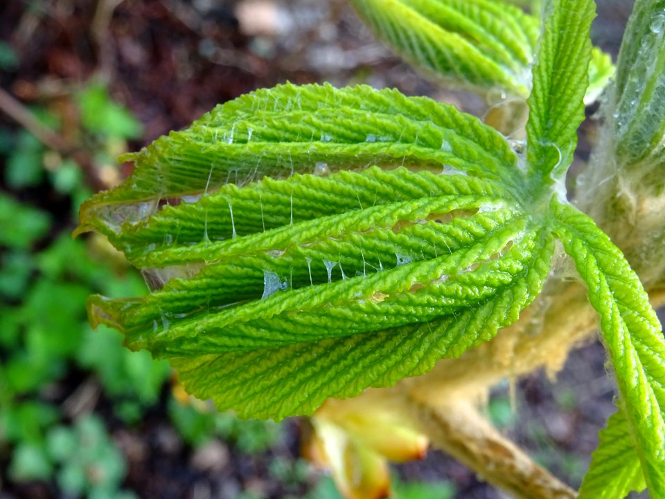 Jeunes feuilles, Marronnier d'Inde, Aesculus hippocastanum… 