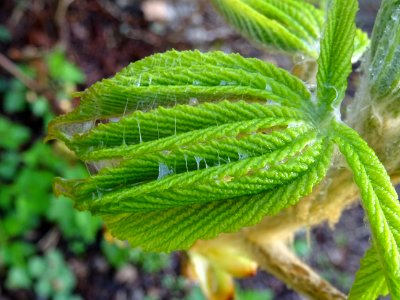 Jeunes feuilles, Marronnier d'Inde, Aesculus hippocastanum… 