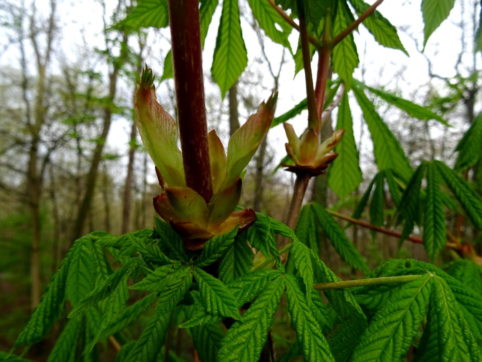 Ecailles à la base des bourgeons et jeunes feuilles, Marro… 