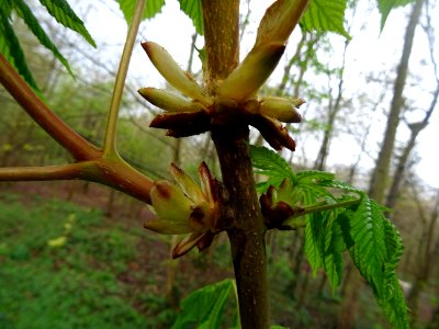 Ecailles à la base des bourgeons et jeunes feuilles, Marro… 