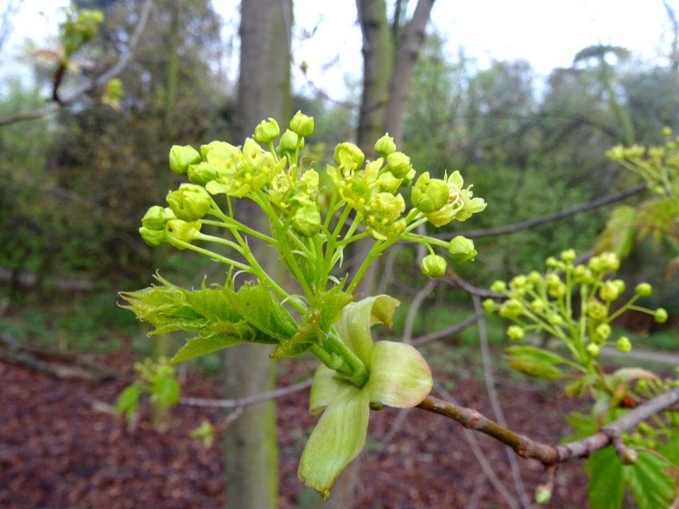 Inflorescences dressées d'érable plane, Acer planatoides, … 