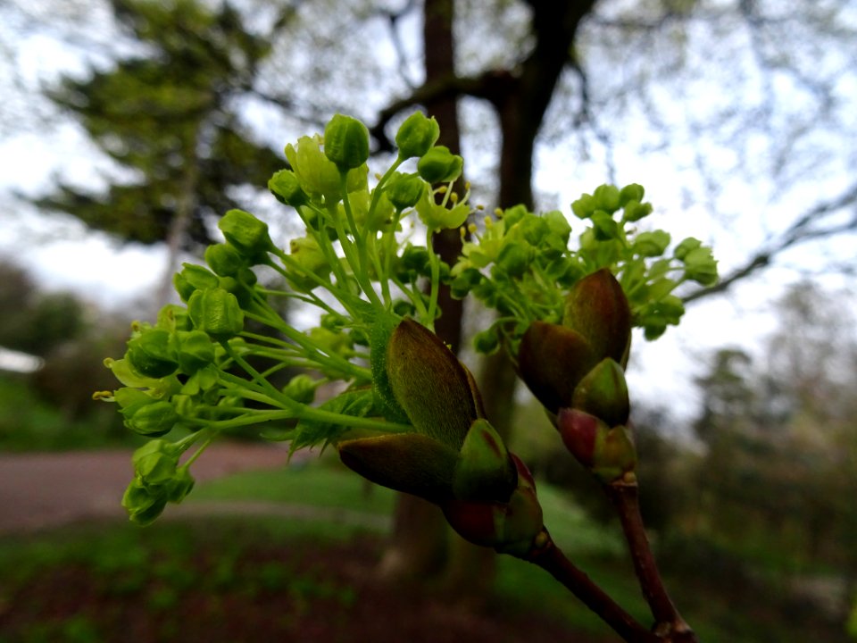 Inflorescences dressées d'érable plane, Acer planatoides, … 