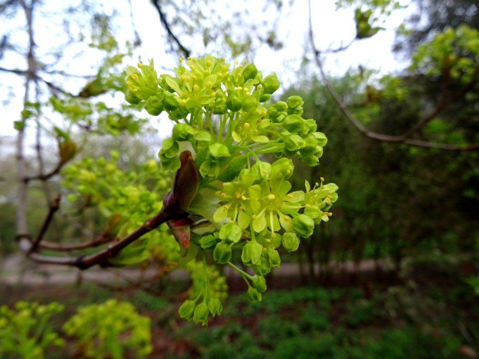 Inflorescences dressées d'érable plane, Acer planatoides, … 
