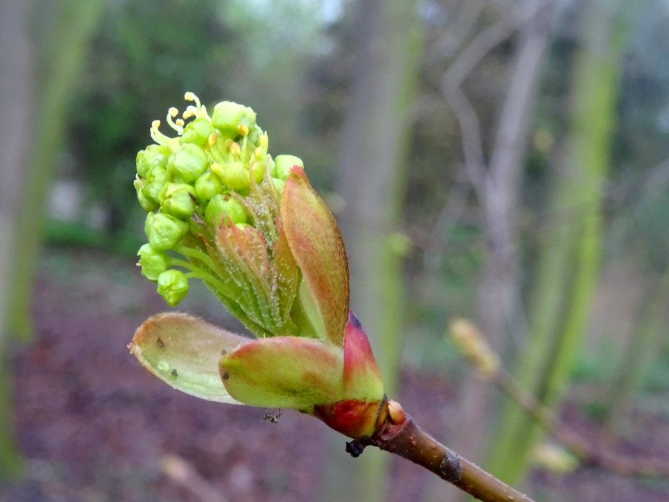 Bourgeon, inflorescence et jeunes feuilles d'érable plane,… 
