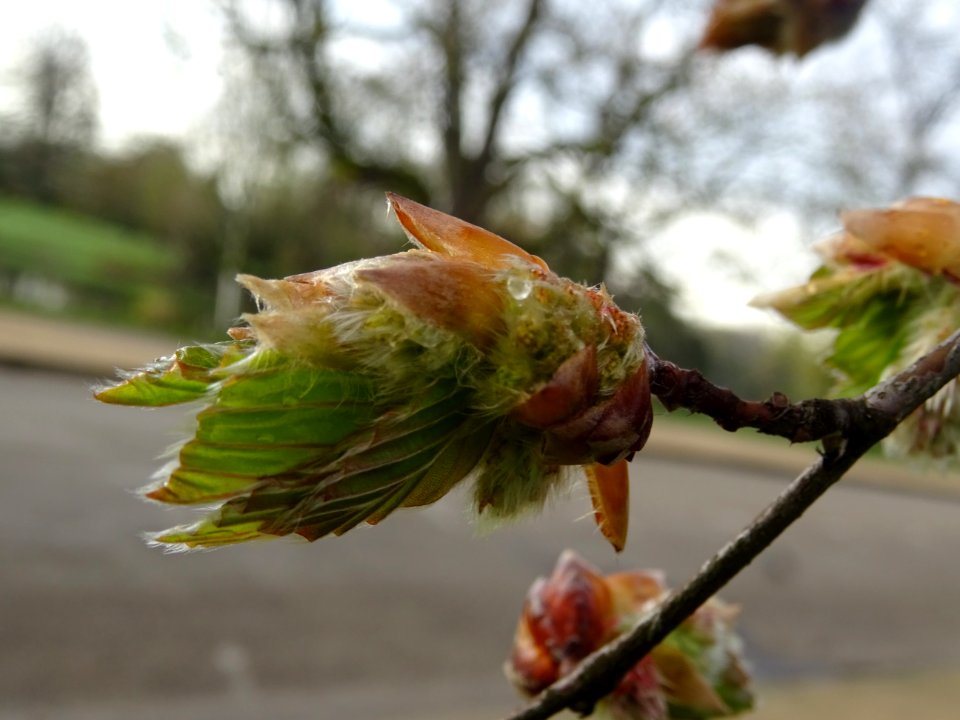 Bourgeon, fleur femelle et jeunes feuilles de hêtre pourpr… 