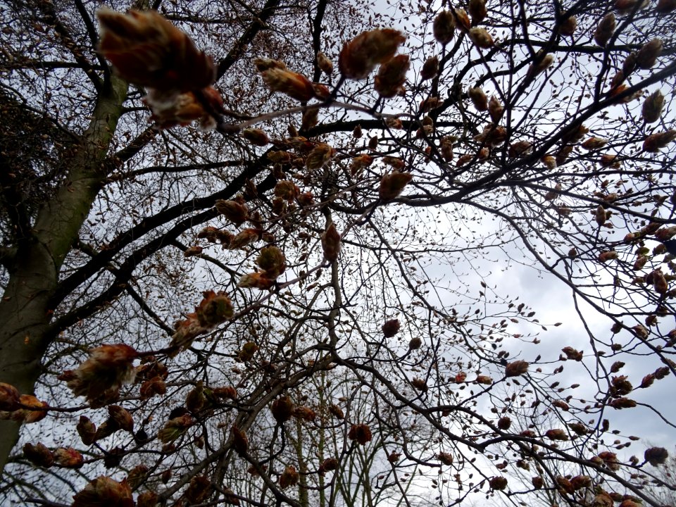 Bourgeons et jeunes feuilles de hêtre pourpre, Fagus sylva… 