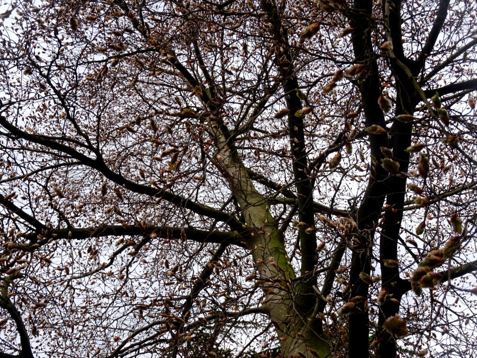 Bourgeons et jeunes feuilles de hêtre pourpre, Fagus sylva… 