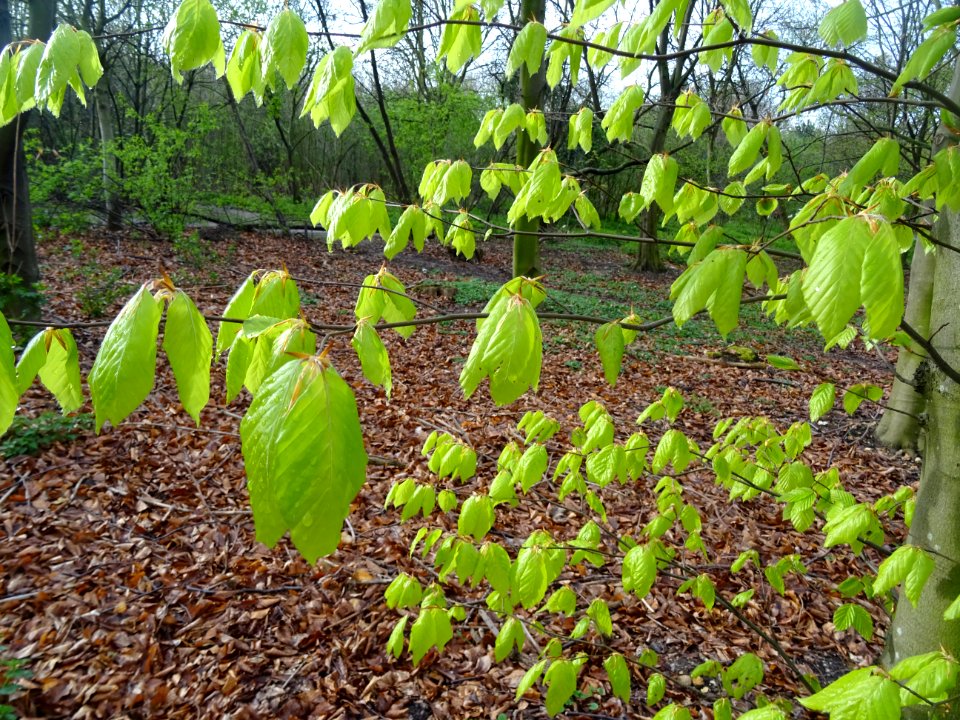 Feuilles de hêtre ou fayard, à stipules, Fagus sylvatica, … 