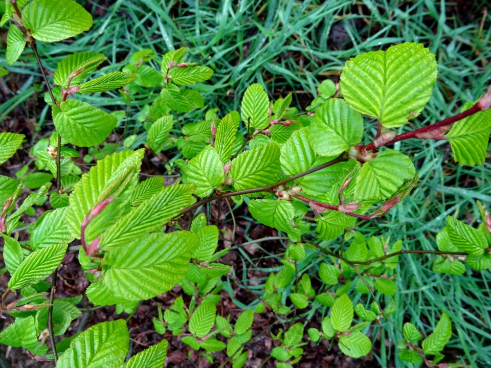 Feuilles de Charme, Carpinus betulus, Corylacées 