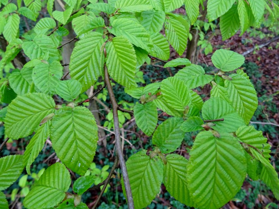Feuilles de Charme, Carpinus betulus, Corylacées 