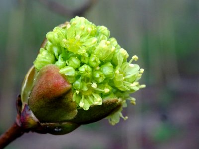 Bourgeon et inflorescence d'érable plane, Acer planatoides… 