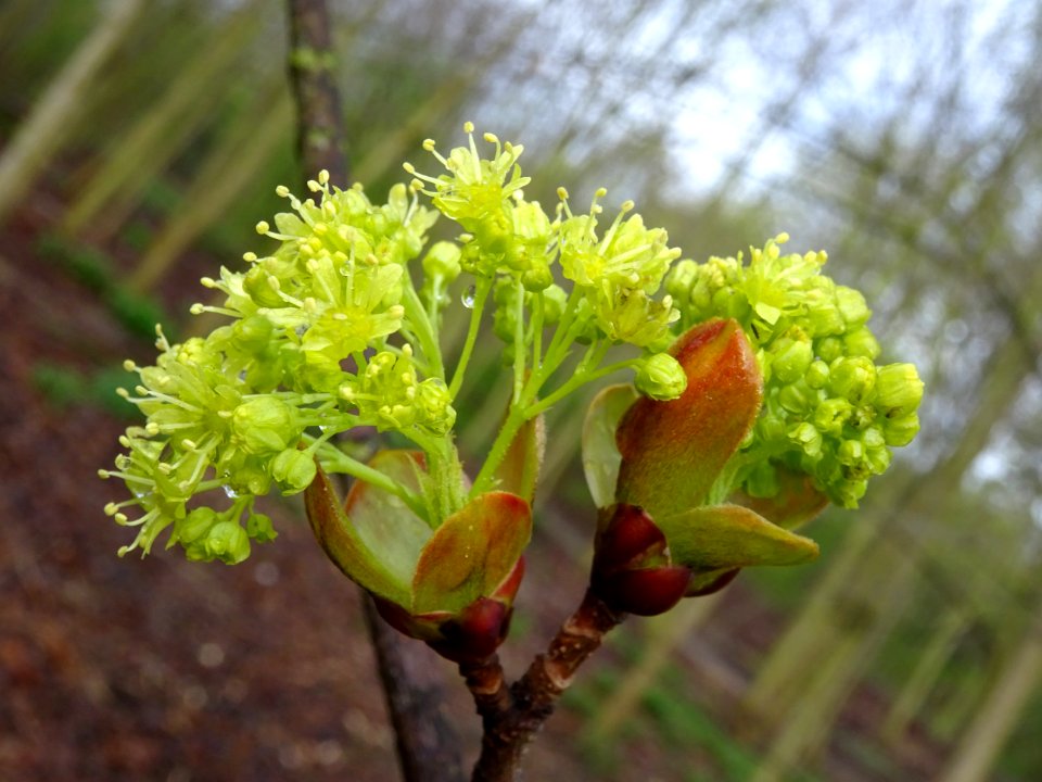 Bourgeons et inflorescences d'érable plane, Acer planatoid… 