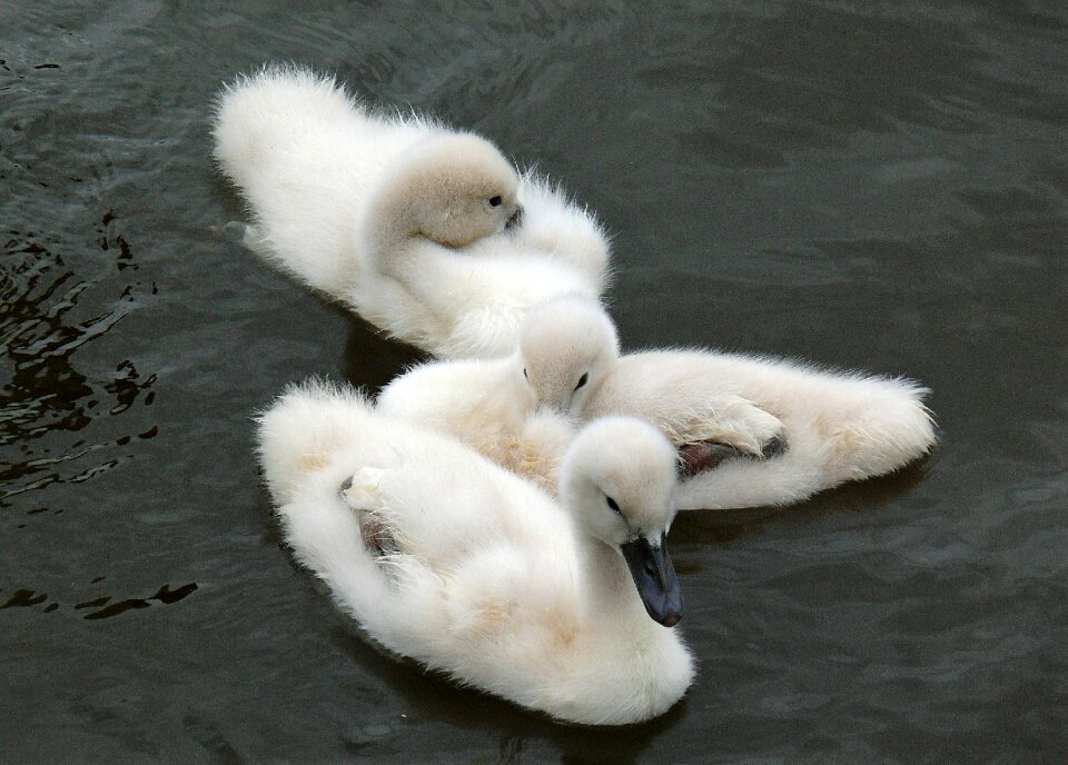 Water bird water bird