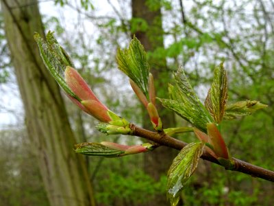 Bourgeons et jeunes feuilles, Erable sycomore, Acer pseudo… 