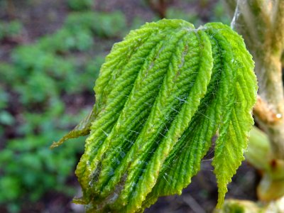 Jeunes feuilles, Marronnier d'Inde, Aesculus hippocastanum… 