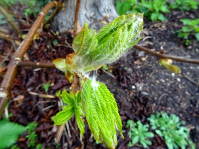 Débourrrement des jeunes feuilles, Jeunes feuilles, Marron… 