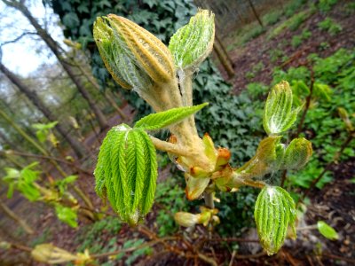 Débourrrement d'un bourgeon et jeunes feuilles, Jeunes feu… 