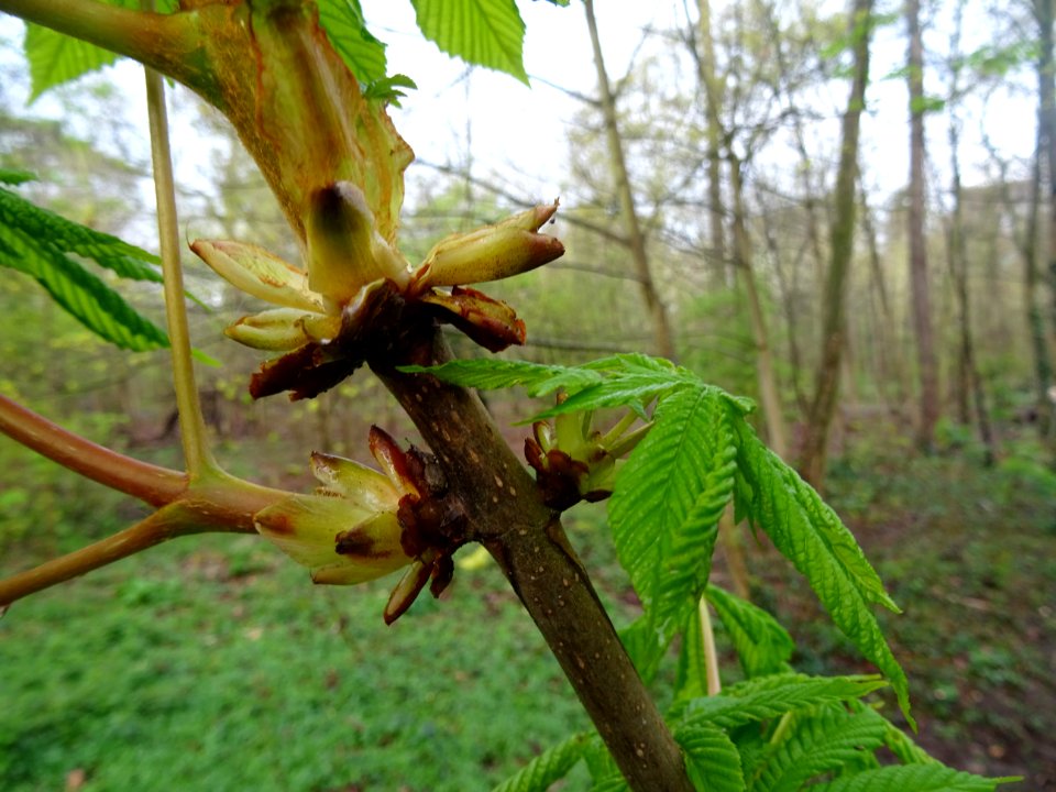 Ecailles à la base des bourgeons et jeunes feuilles, Marro… 