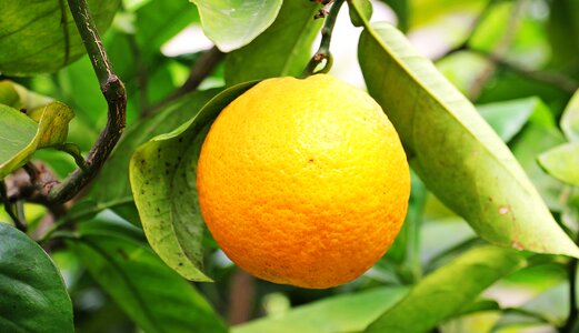 Orange tree tree nature