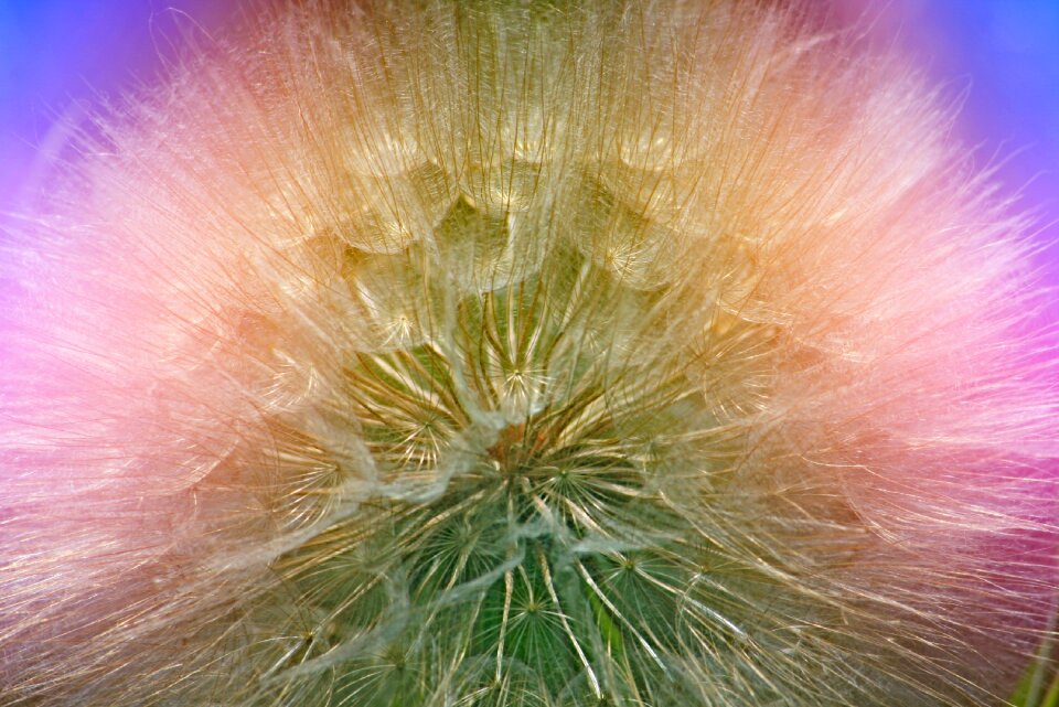 Meadow nature spring flower